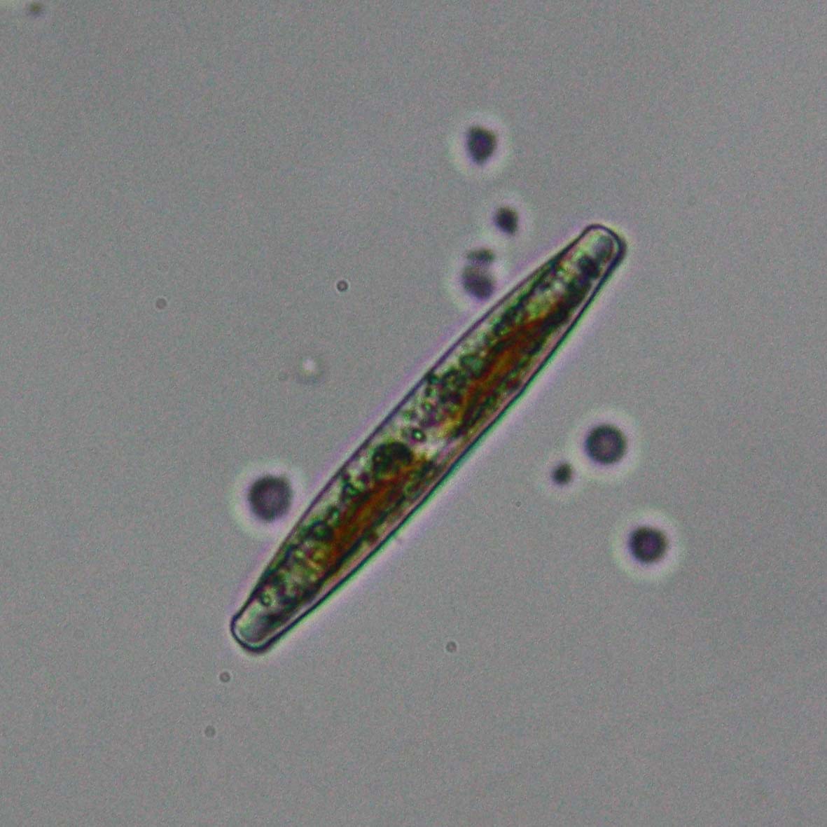 Uso della reflex